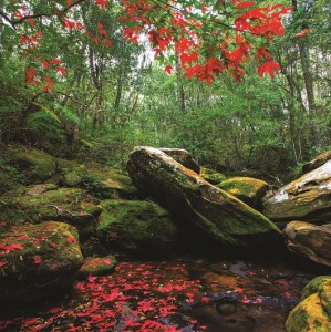 Nature - E224