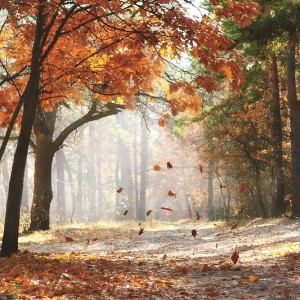 Nature - E226