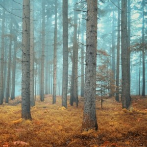 Nature - E489